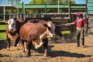 Finalizó la Nacional Primavera Braford con ventas récord