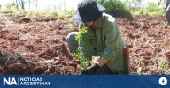 Plantan 100.000 árboles nativos en Misiones para restaurar un ecosistema amenazado