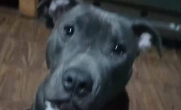 Una familia destrozada por "Bebé": buscan a una perrita en La Plata que viajó desde Luján tras la Peregrinación