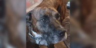 Beverly Hills police chief shoots dog, family demands answers