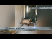 Goats on the loose: Furry fugitives caught after roaming around Marana