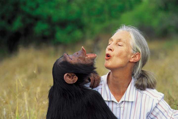 Adiós a Jane Goodall, pionera en el mundo de los chimpancés y la conservación
