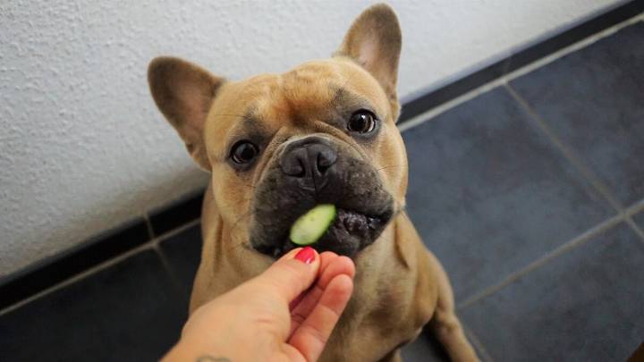 The 13 Best Dog Food Toppers for French Bulldogs
