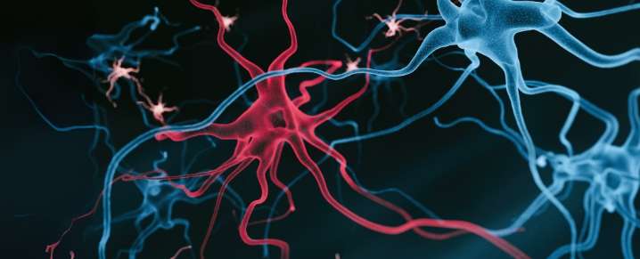Fat Buildup in Brain Cells Could Provide New Target For Alzheimer's Treatment
