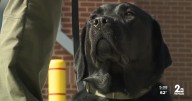 Howard County Fire Department welcomes new arson detection dog to help solve cases