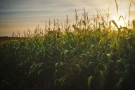 How Local Corn Can Predict the Upcoming Winter Weather