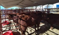 Muestra avances del Campo de Samalayuca y el Valle en EXPOGAN