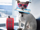 Dogs on planes count as cargo: EU court