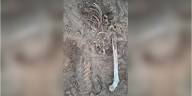 Localizan cementerio clandestino con más de 20 restos humanos en Tamaulipas
