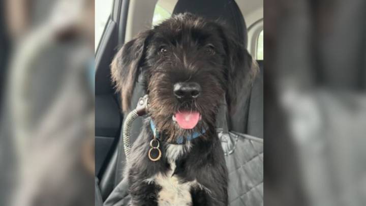 North Carolina Rescue Team Heartbroken Over Dog Surrendered With Wedding Ring Still Around Her Neck