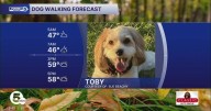 Cool, wet and windy Dog Walking Forecast for October 21