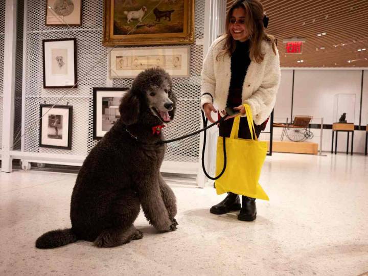 Museo del Perro en Nueva York: arte, historia y actividades