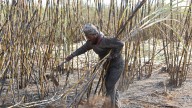 Govt's move to regulate khandsari sugar units sees a weak start
