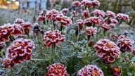 Des Moines, central Iowa under first frost advisory of the season