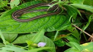 12 Black Snake Species That May Be Lurking In Your Garden (& Why The Difference Matters)