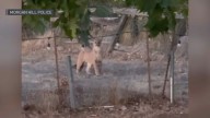 Mountain lion sighting in Morgan Hill