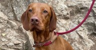 Police update after dog seriously injured in attack dies