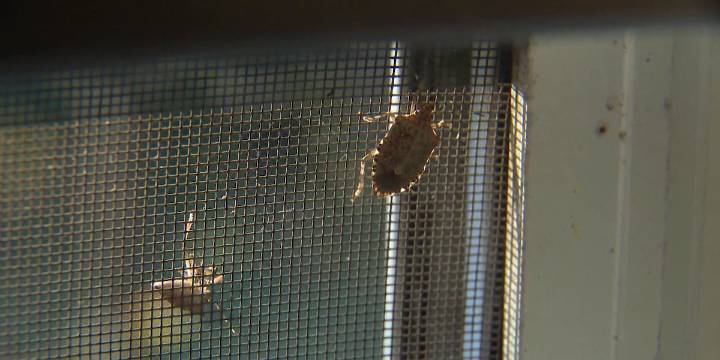 Tips for keeping pests out of your home this fall