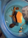 Notificaron por maltrato animal al dueño de la veterinaria Amazonas