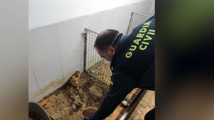 Localizan 250 animales muertos en un criadero clandestino de Ordes