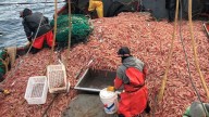 El conflicto salarial complica la campaña de langostino en Argentina