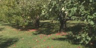 How has our region’s drought impacted local apple orchards?
