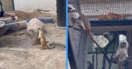 Big space, compact critters: Zoo Boise opens new small animal kingdom