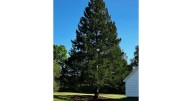 A majestic Norway spruce from upstate New York chosen as Rockefeller Center Christmas Tree
