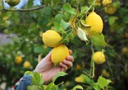 Tres árboles frutales fáciles de cultivar y perfectos para cualquier jardín (y también balcón)