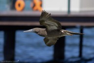 Cocos Booby Sighting at Lake Tahoe Underscores Importance of Citizen Science