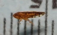 Detectan plaga en la frontera México-EE.UU., ¿qué es la Osbornellus Salsus?