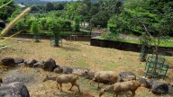 A Kerala zoo story