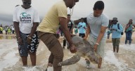 Grupo rescata tortugas marinas atrapadas en redes en ciudad costera de Nigeria y premia a pescadores