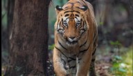 Who is Chhota Matka, the ferocious tiger viral on social media, and the legend behind his name