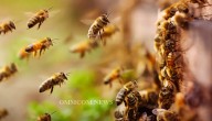 One Dead, One Critical After Bee Attack In Keonjhar District