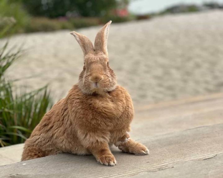 San Francisco is getting its first bunny cafe. Here’s what to know.