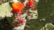 HGTV named this landmark the best garden in Arizona