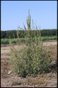 Palmer Amaranth Detected In Divide County