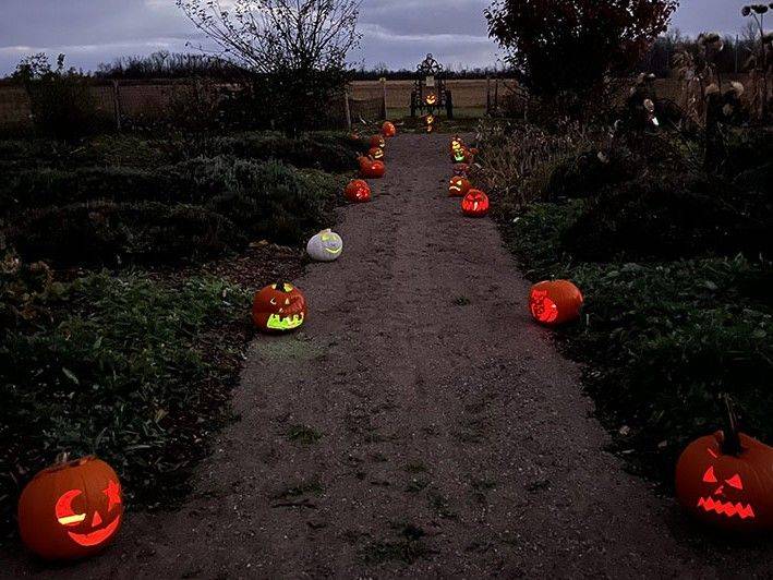Jack-o-lantern Trail returning to Bruce Botanical Food Gardens