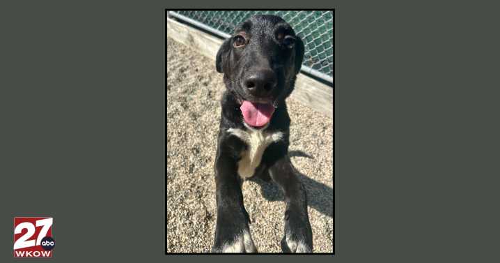 Pet of the Week: Meet Max!