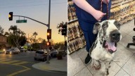 California Dog Abandoned By Breeders Is Found Injured, But That Wasn’t Her Only Battle
