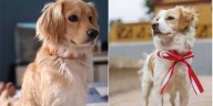 Circuito Mágico del Agua homenajeará al perro Pastor Chiribaya este domingo 5 de octubre con estas actividades