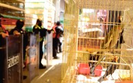 Fallo histórico: prohíben la venta de animales en el Mercado de Sonora