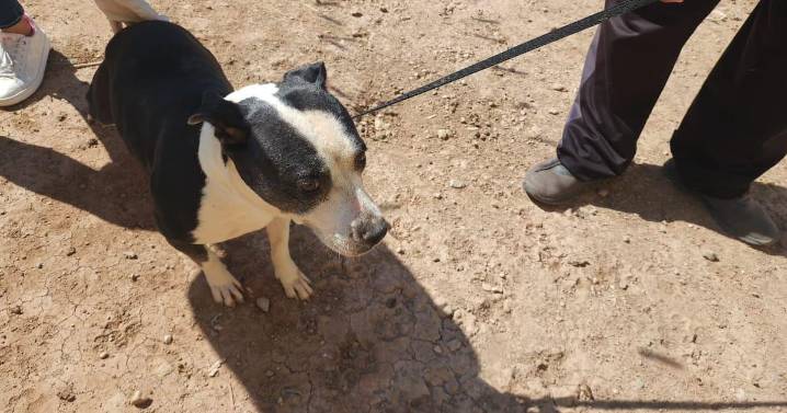 Perros hallados en abandono durante cateos por crueldad animal