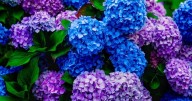 'Super easy' hydrangea task to do in October to help them survive winter months