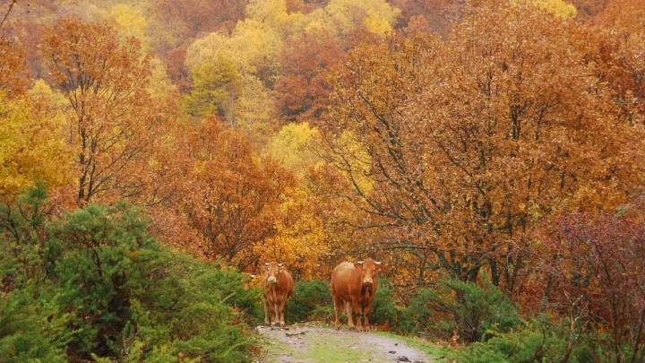 Rutas de Wikiloc para disfrutar del otoño cerca de Madrid