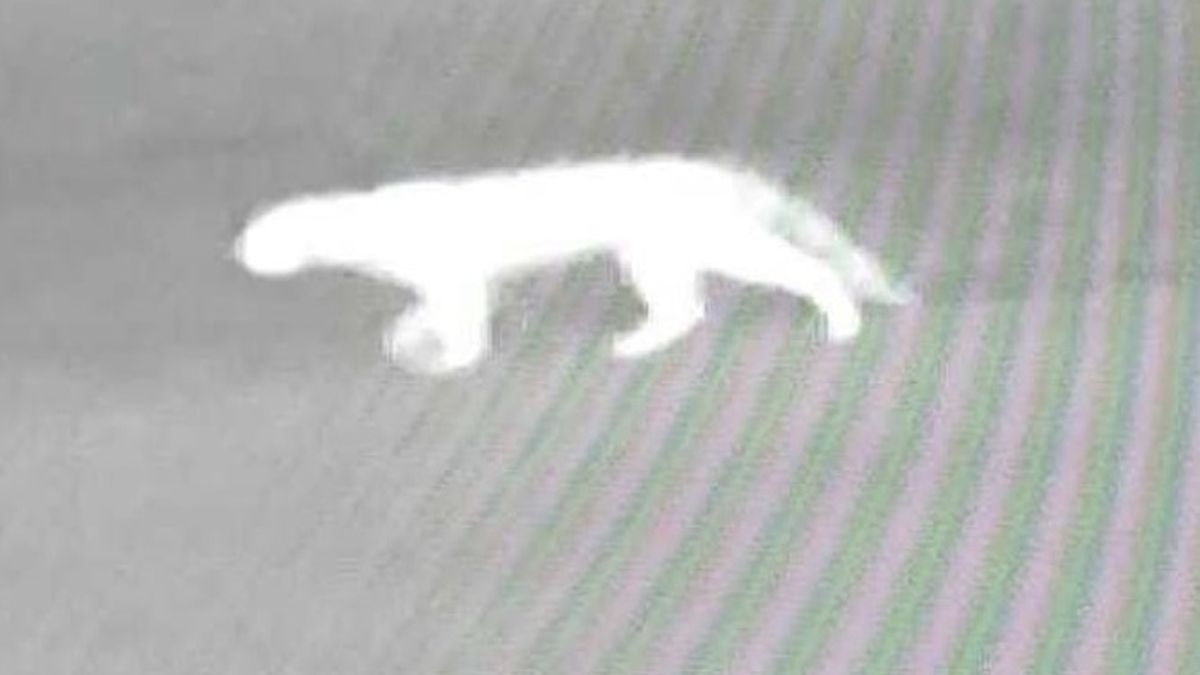 Sorpresa por la aparición de un animal salvaje en un country de Pilar