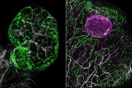 Hidden ecosystem of the ovaries plays a surprising role in fertility