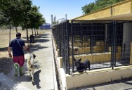 Buscan a los dueños de dos perros abandonados en una vivienda de Vista Alegre