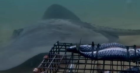 Massive stingray with long, venomous tail caught on video off New England coast